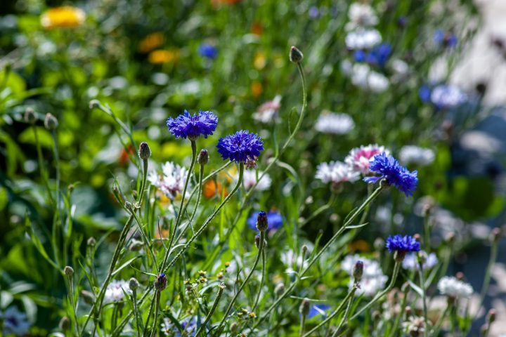 blue and white flowers