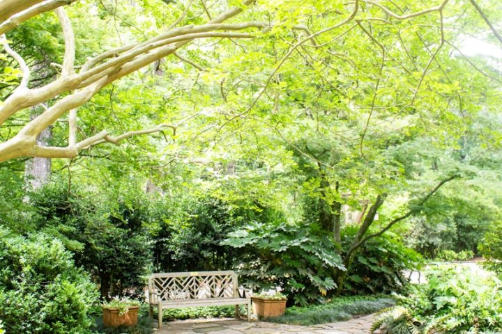 brown wooden bench near green trees during daytime