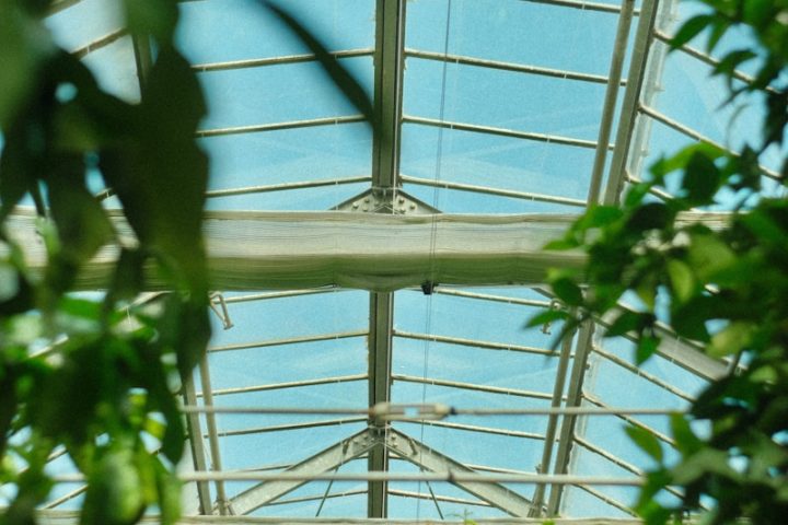 A view of a building through the leaves of a tree