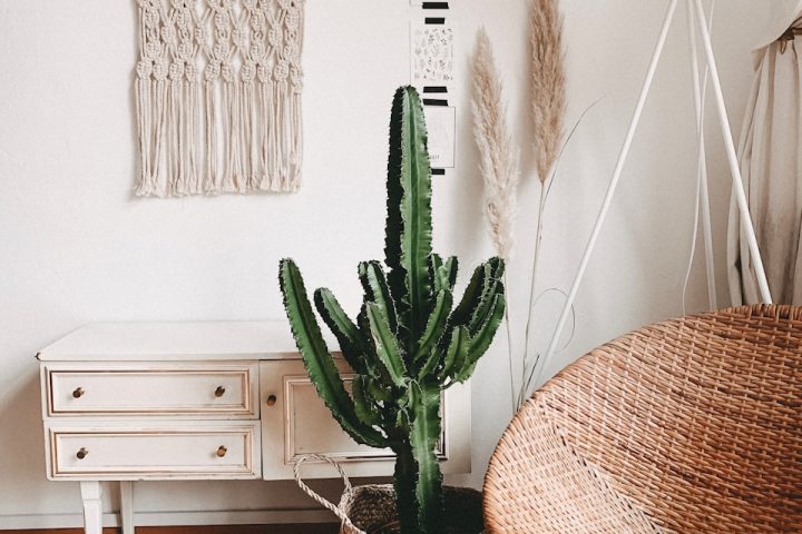 green cactus plant in room