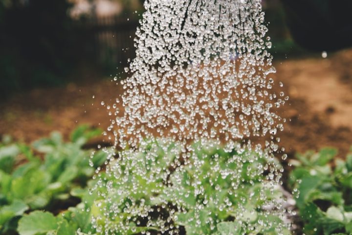 person watering plant