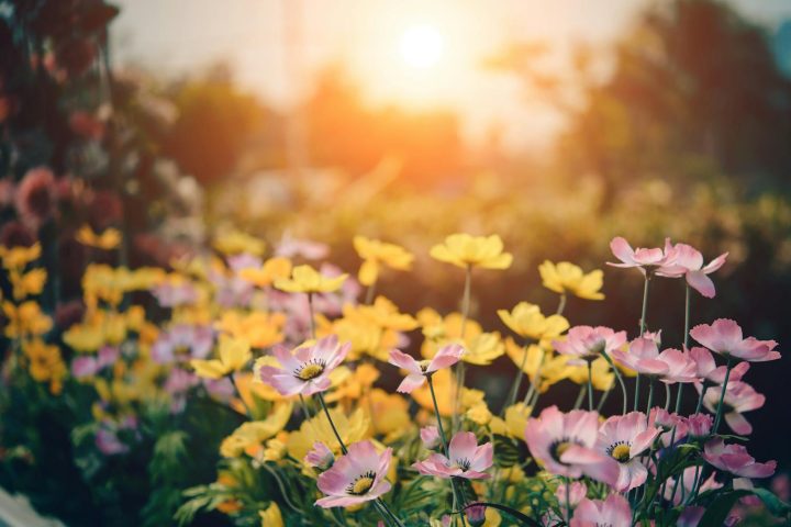 A tranquil garden scene with colorful flowers blooming under a warm sunset glow.