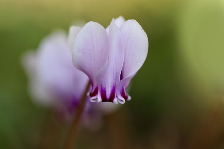 Bloeiende cyclaam op een vensterbank met roze bloemen