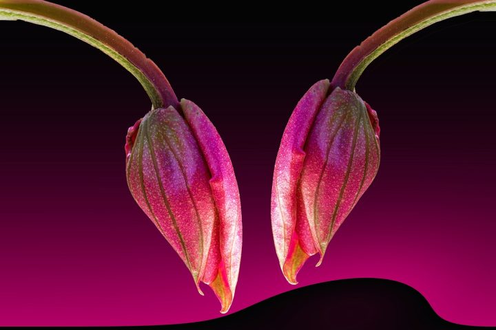 Medinilla met roze hangende bloemtrossen op een vensterbank